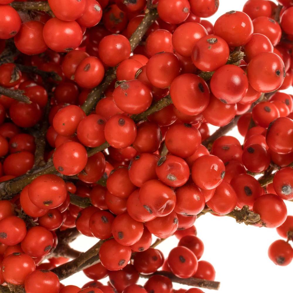 Ilex rot Brit Buys Super 30cm