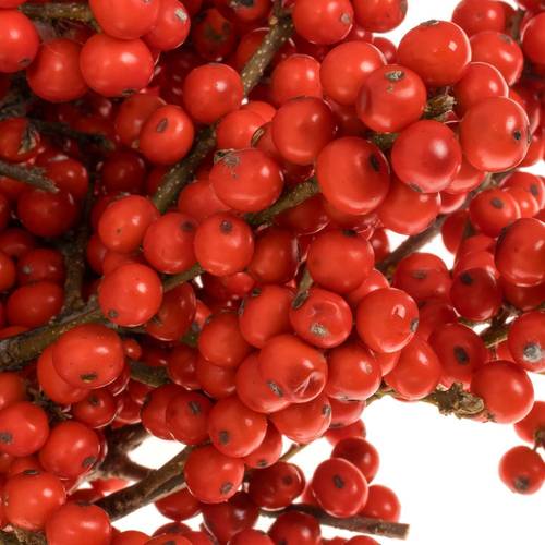 Ilex rot Brit Buys Super 30cm