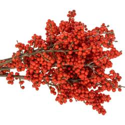 Ilex rot Brit Buys Super 30cm
