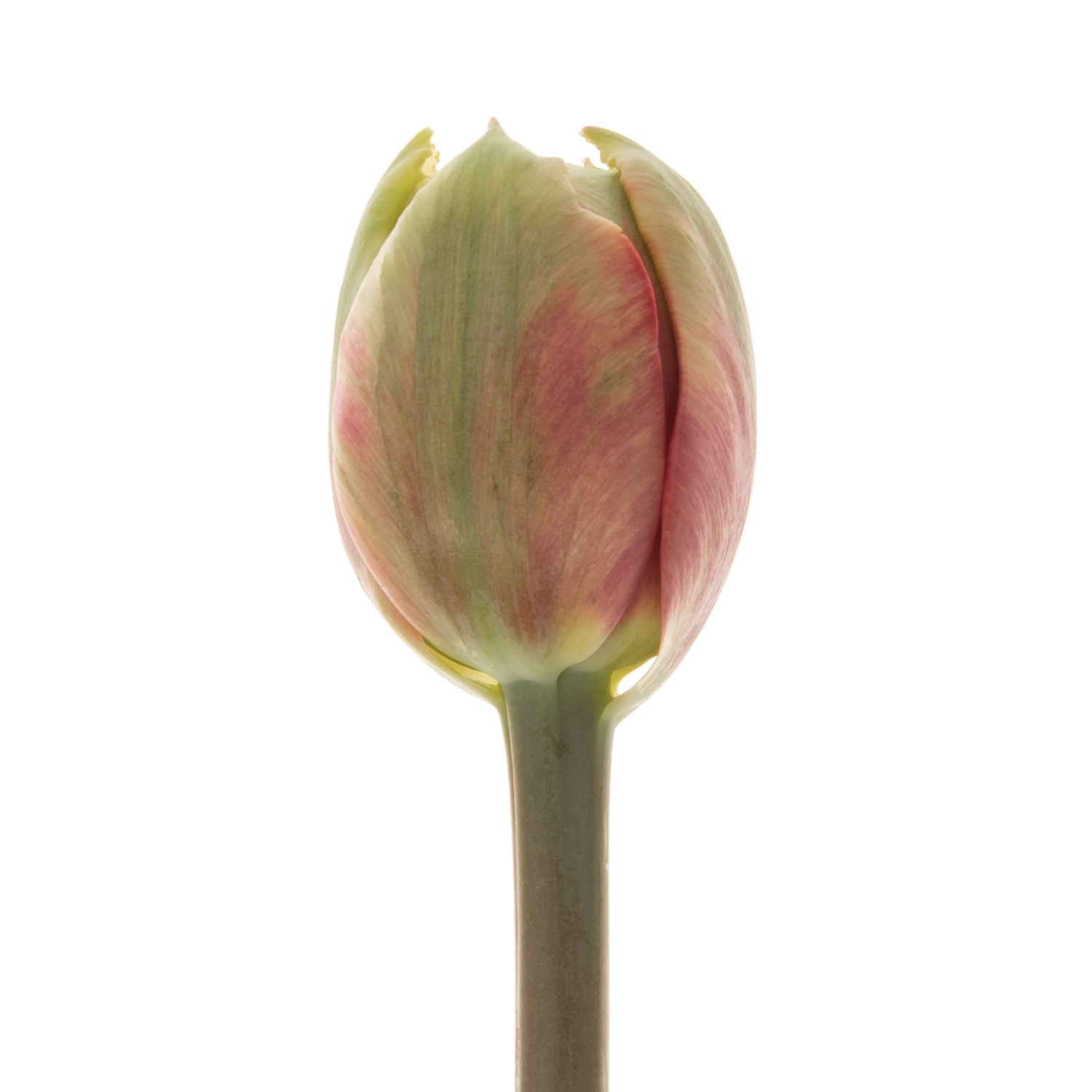 Franz.rot doppel gezackt Silvia's beauty 60 Gramm 60cm