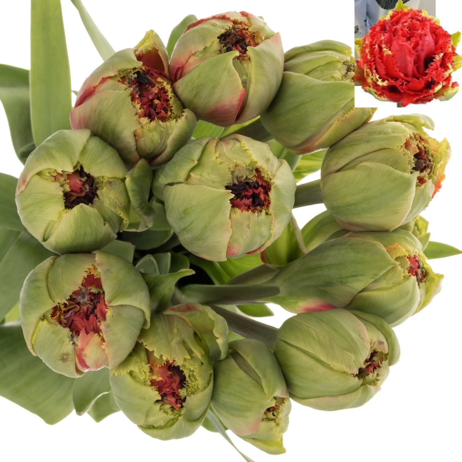 Franz.rot doppel gezackt Silvia's beauty 60 Gramm 60cm