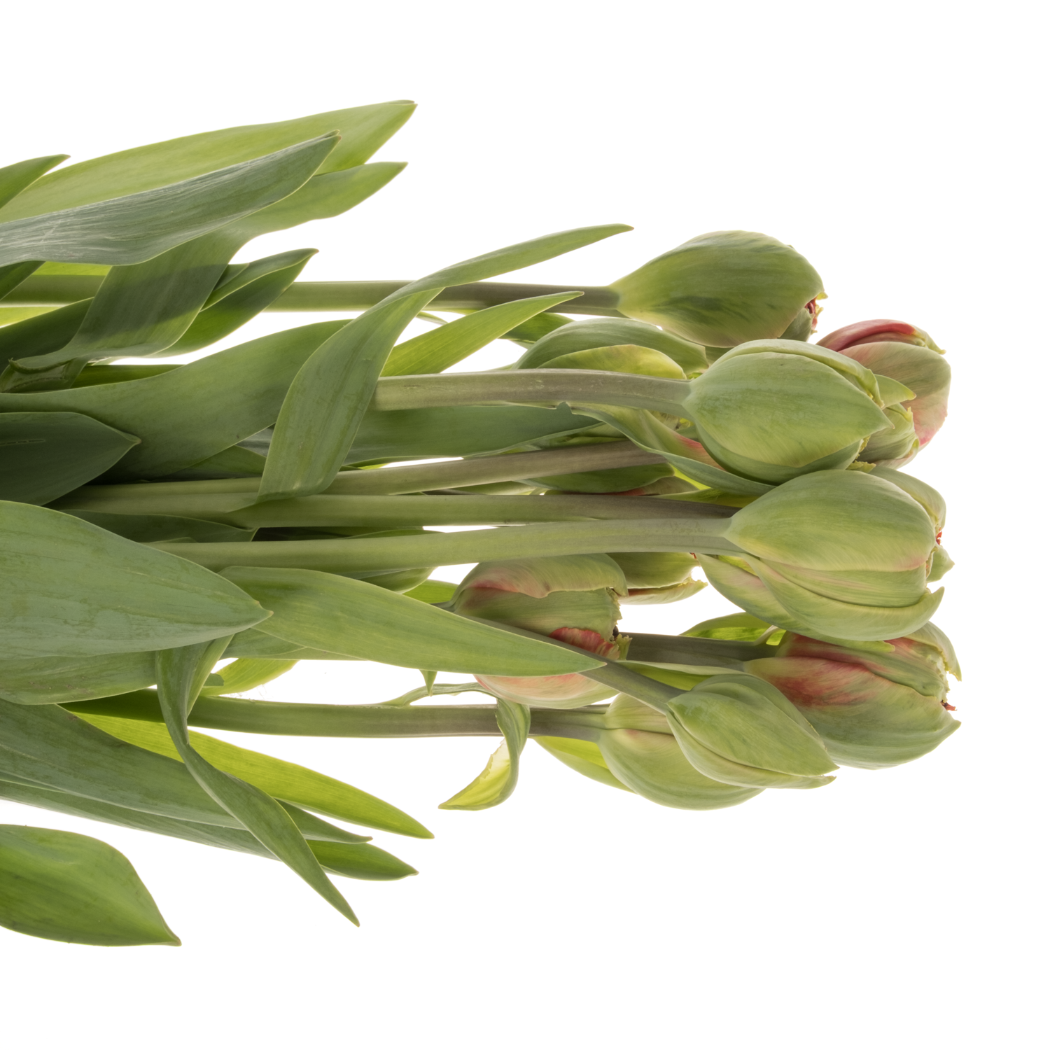 Franz.rot doppel gezackt Silvia's beauty 60 Gramm 60cm