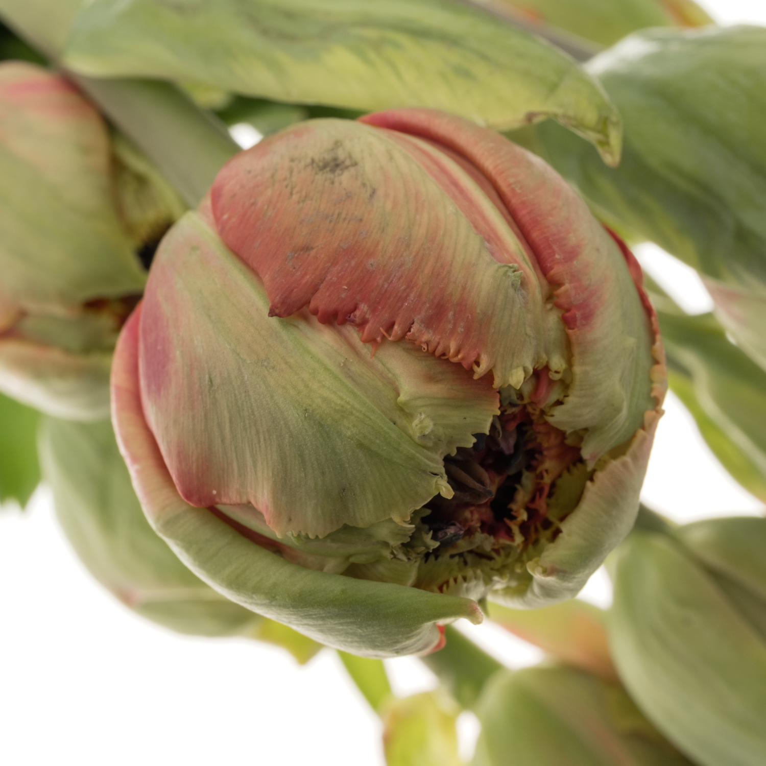 Franz.rot doppel gezackt Silvia's beauty 60 Gramm 60cm