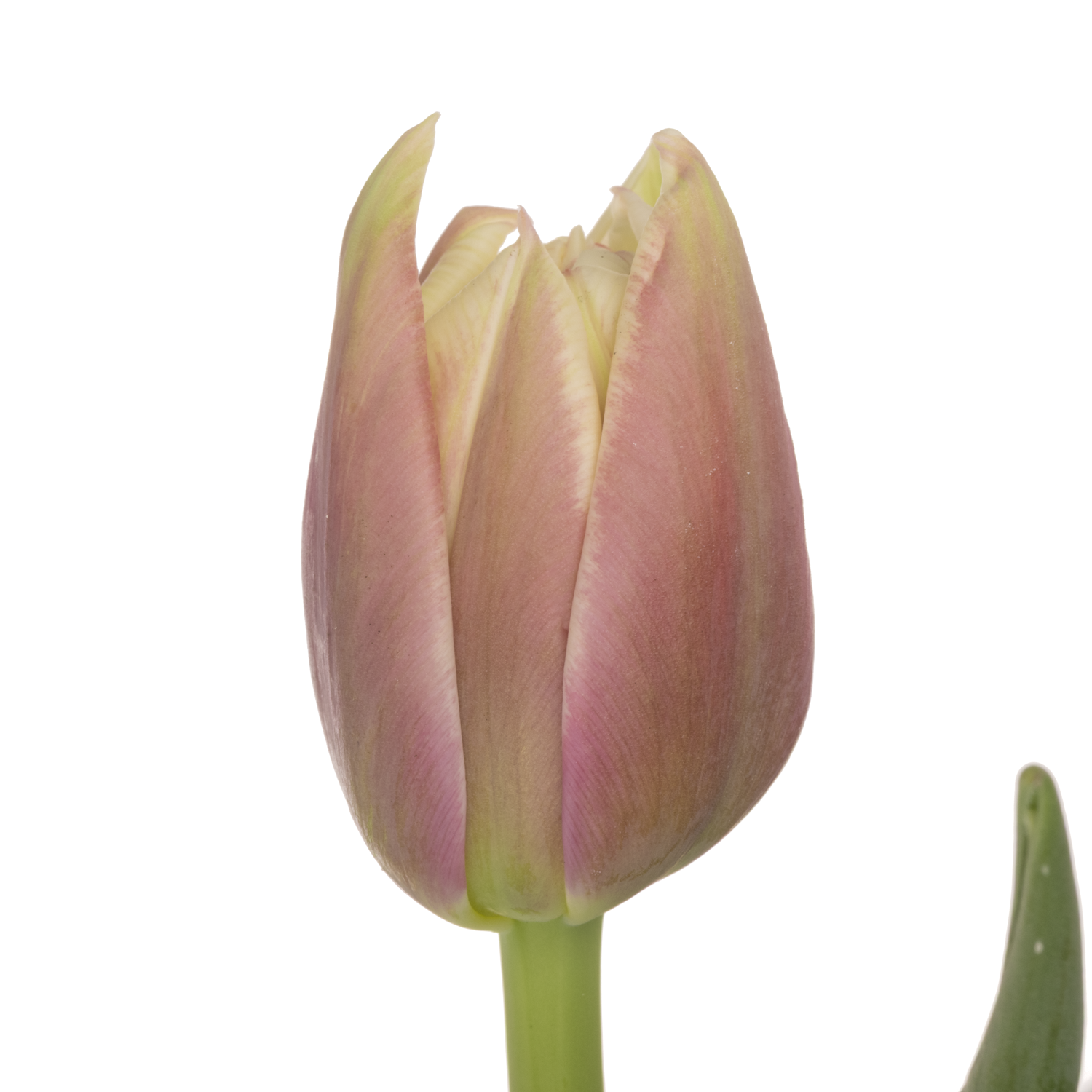 Tulpe rosa/creme doppel Innocence 32 Gramm