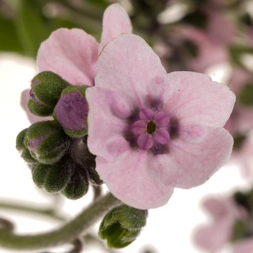 Cynoglossum rosa amabile