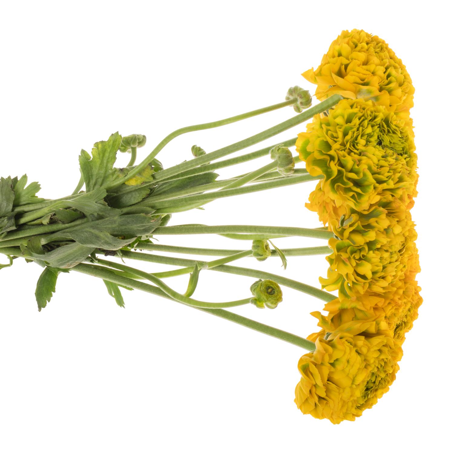 Ranunkel dunkel gelb Pon Pon Luna Super 40cm