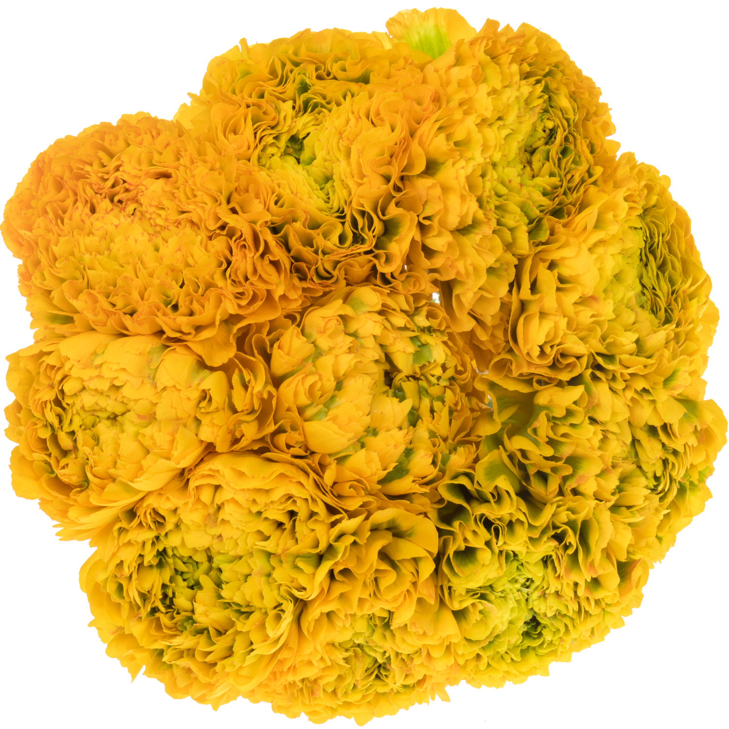 Ranunkel dunkel gelb Pon Pon Luna Super 40cm