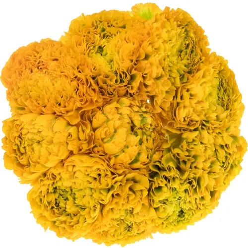 Ranunkel dunkel gelb Pon Pon Luna Super 40cm