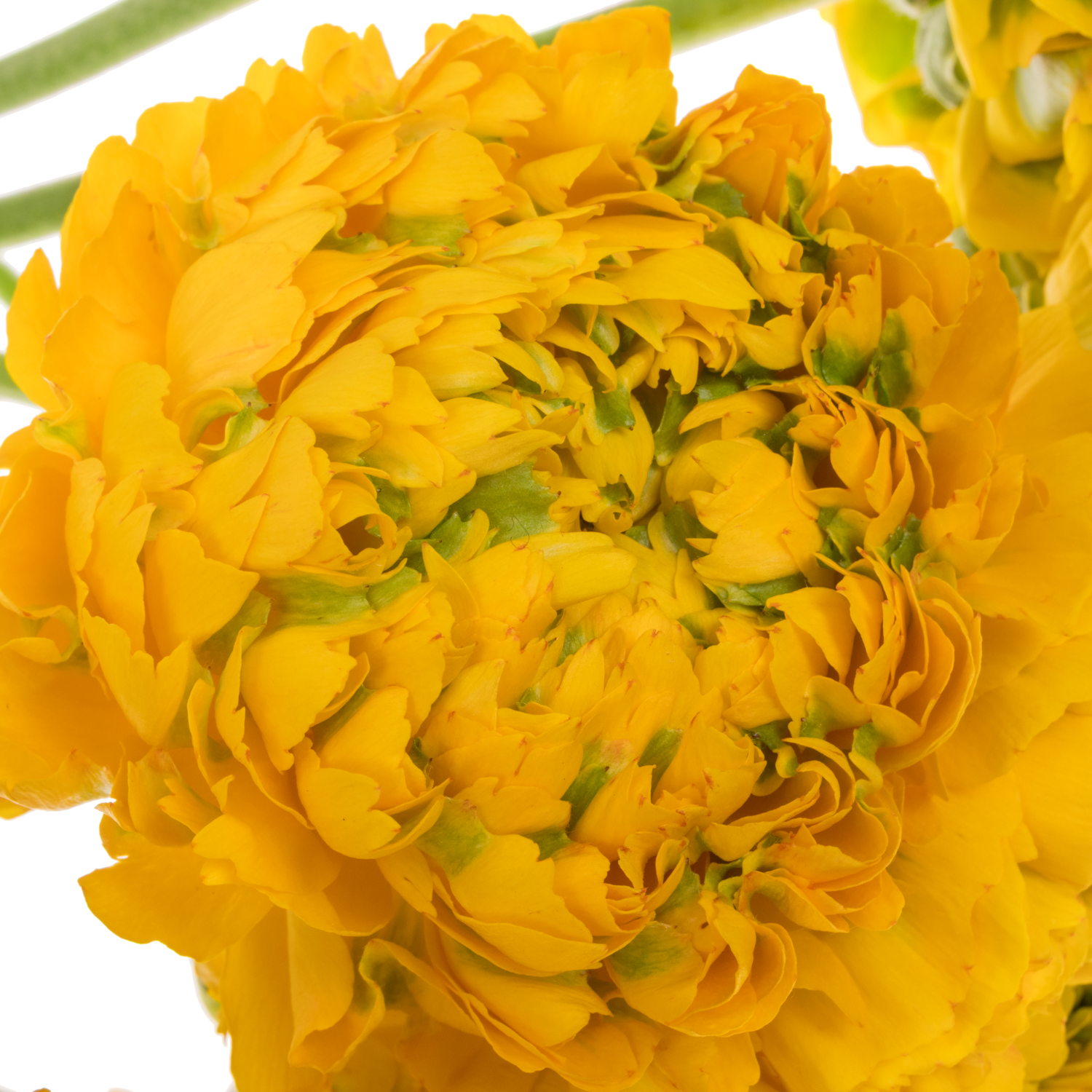 Ranunkel dunkel gelb Pon Pon Luna Super 40cm