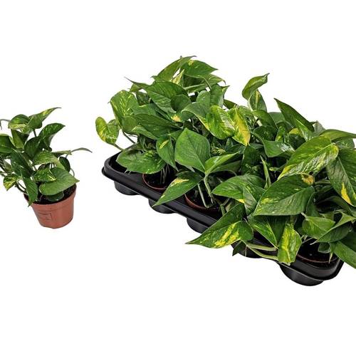 Scindapsus Aureum T11 H015