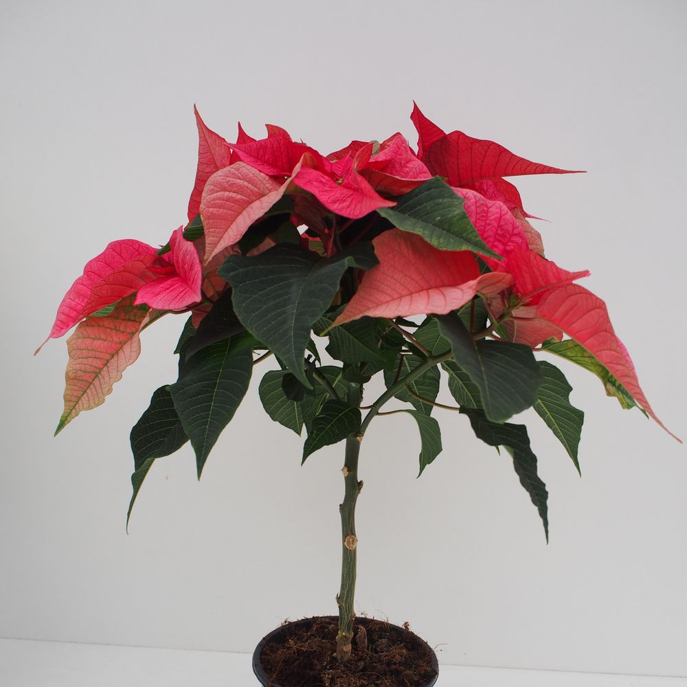 Poins.lila Christm. auf Stamm 5+ T15 H50