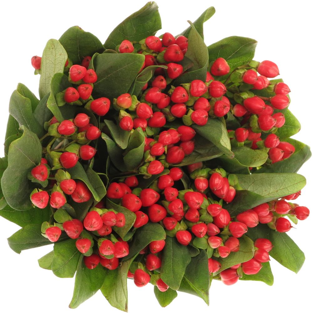 Hypericum rot Red Light Romance