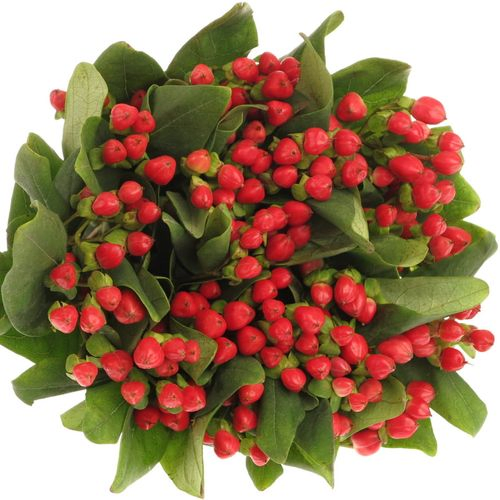 Hypericum rot Red Light Romance