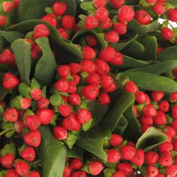 Hypericum rot Red Light Romance