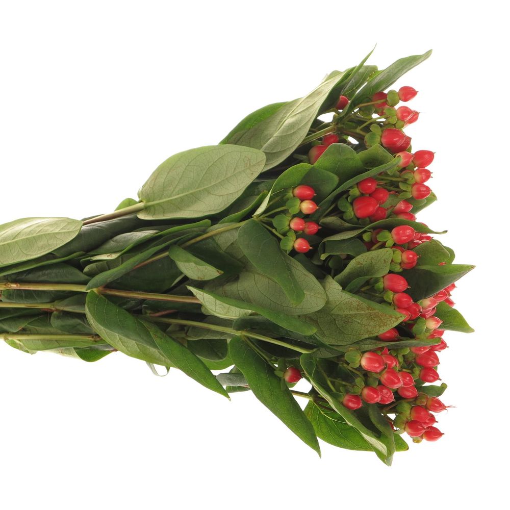 Hypericum rot Red Light Romance