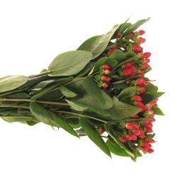 Hypericum rot Red Light Romance