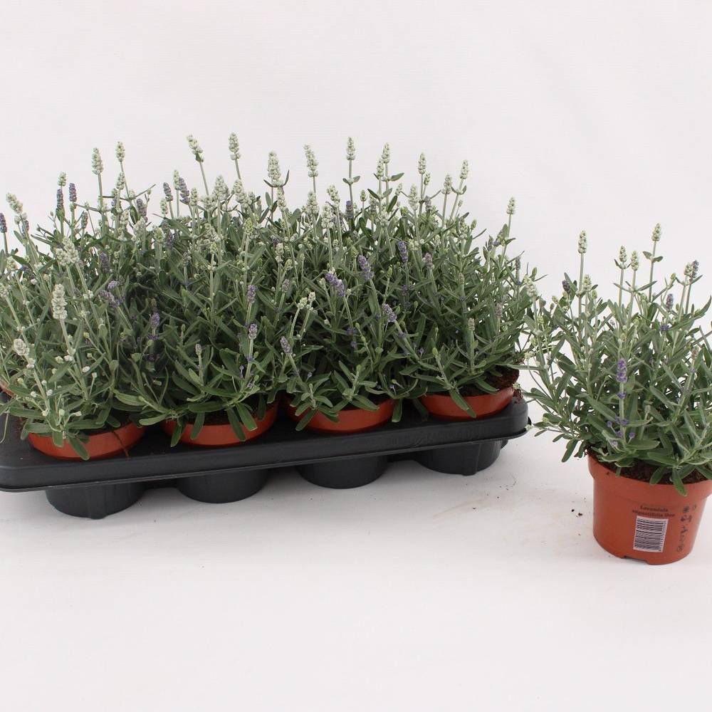 Lavendel Angustifolia Duo violett/weiss T13 H030
