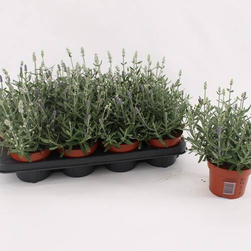 Lavendel Angustifolia Duo violett/weiss T13 H030