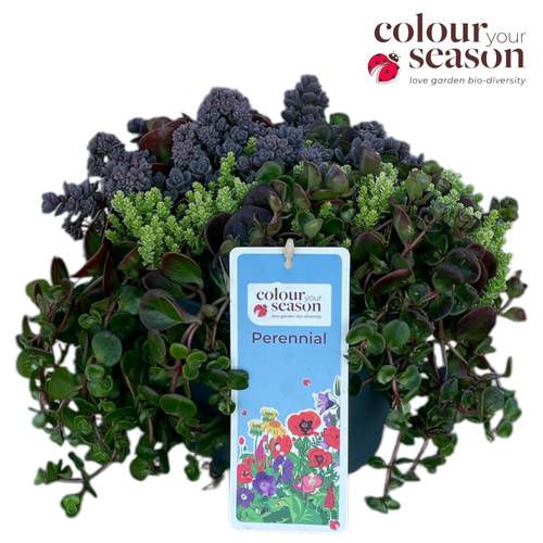 Sedum trio T19 H035