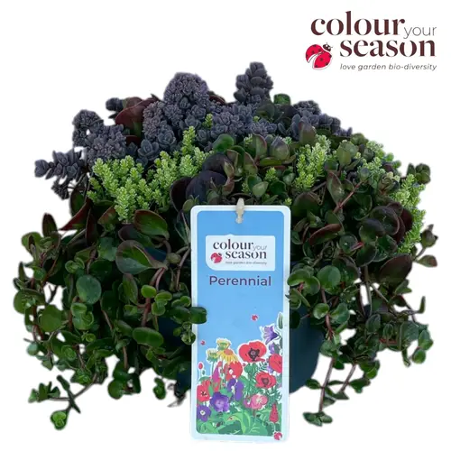 Sedum trio T19 H035