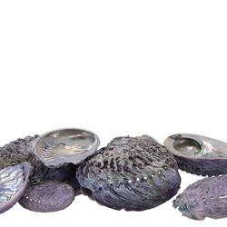 Muscheln Abalone Natur 19x18,5x4,5cm