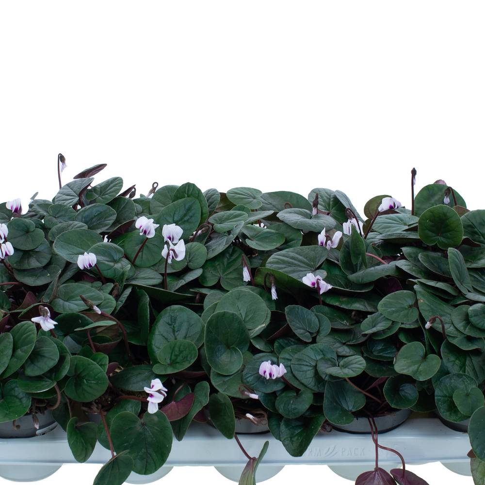 Cyclame Garten Coum weiss T10,5 H022