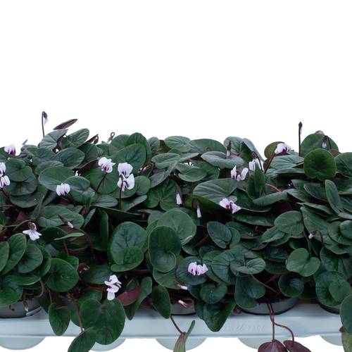 Cyclame Garten Coum weiss T10,5 H022