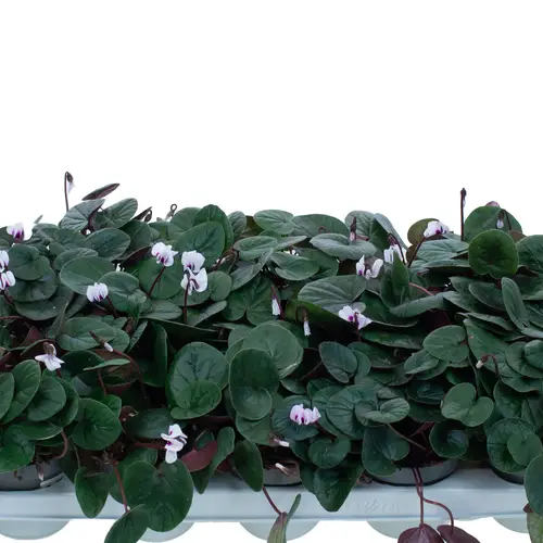 Cyclame Garten Coum weiss T10,5 H022