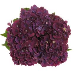 Hortensie dunkel lila Mon Amour Bol 18cm 60cm