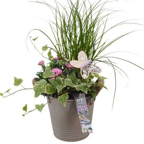 Garten.Arr PTPP6821 T15 H042