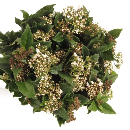 Viburnum grün/weiss bluhend 60cm
