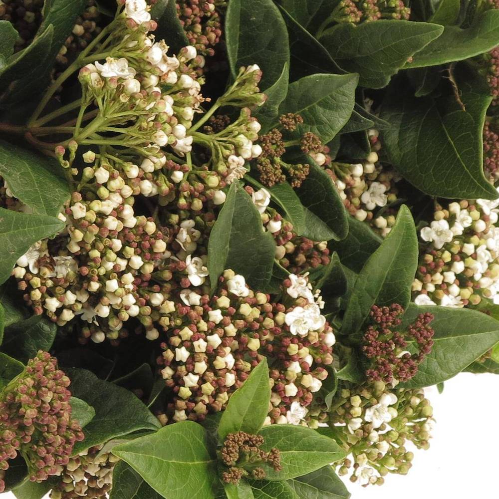 Viburnum grün/weiss bluhend 60cm