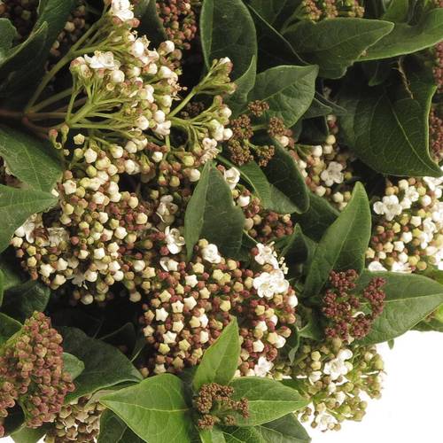 Viburnum grün/weiss bluhend 60cm