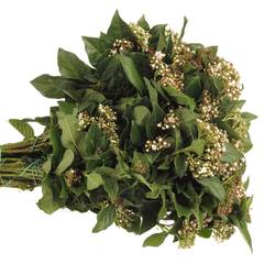 Viburnum grün/weiss bluhend 60cm