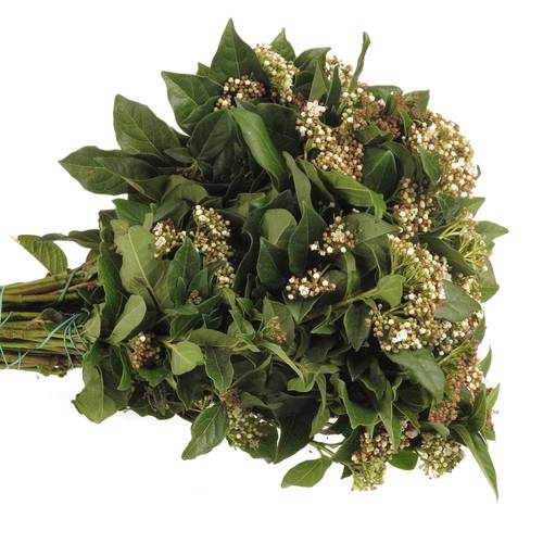 Viburnum grün/weiss bluhend 60cm