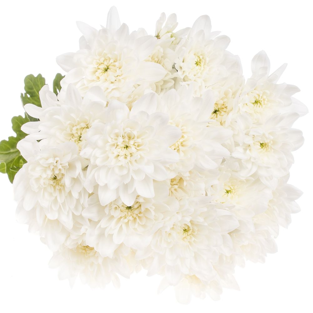 Chrys.Tros weiss Pina Colada 80 Gramm 70cm