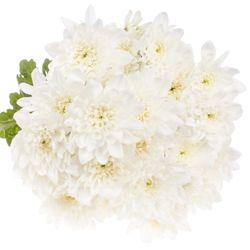 Chrys.Tros weiss Pina Colada 80 Gramm 70cm