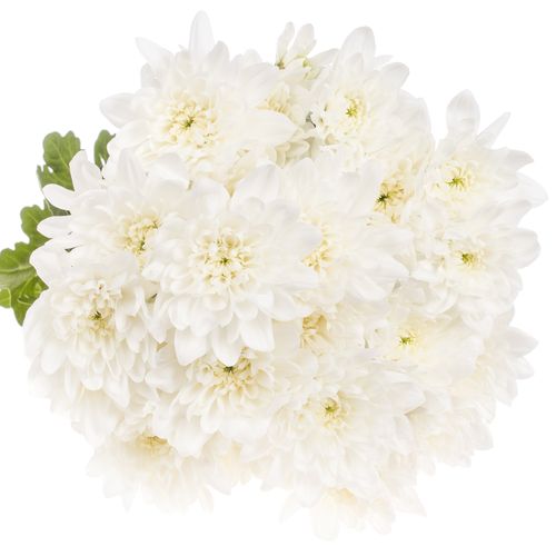 Chrys.Tros weiss Pina Colada 80 Gramm 70cm