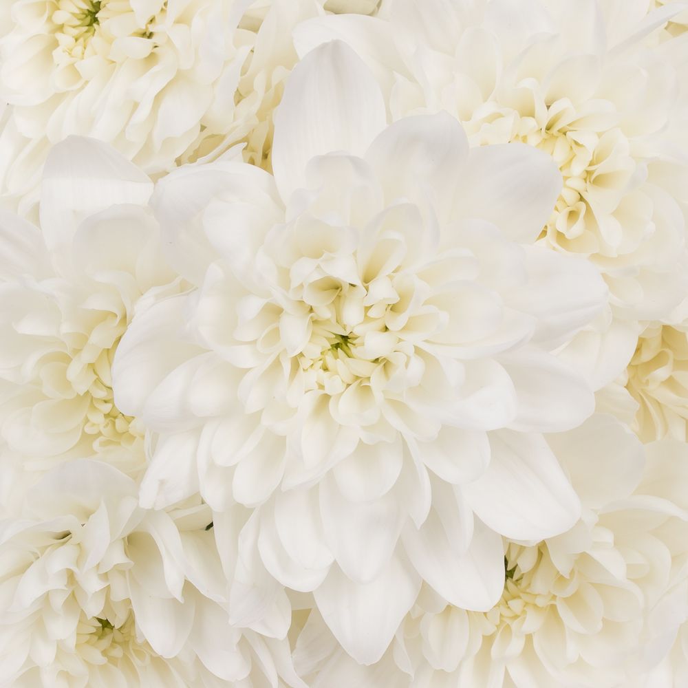 Chrys.Tros weiss Pina Colada 80 Gramm 70cm