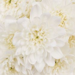 Chrys.Tros weiss Pina Colada 80 Gramm 70cm