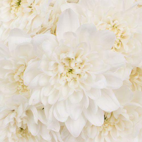 Chrys.Tros weiss Pina Colada 80 Gramm 70cm