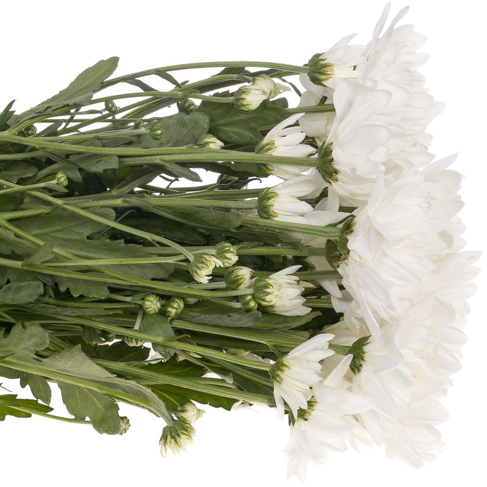 Chrys.Tros weiss Pina Colada 80 Gramm 70cm