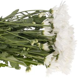 Chrys.Tros weiss Pina Colada 80 Gramm 70cm