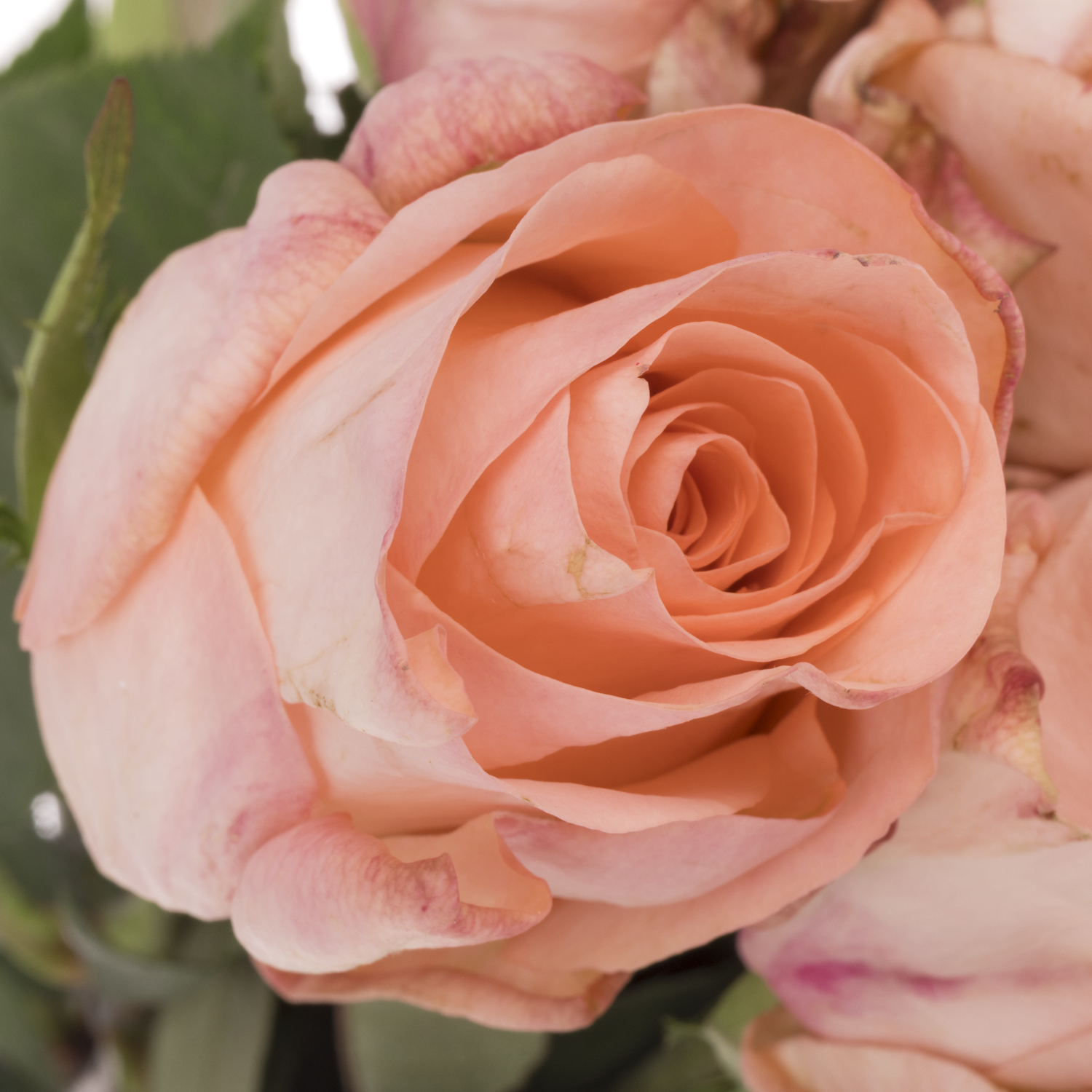 Rose apricot Baby Doll 60cm