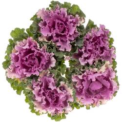 Zierkohl lila Empire Bogdana 70cm