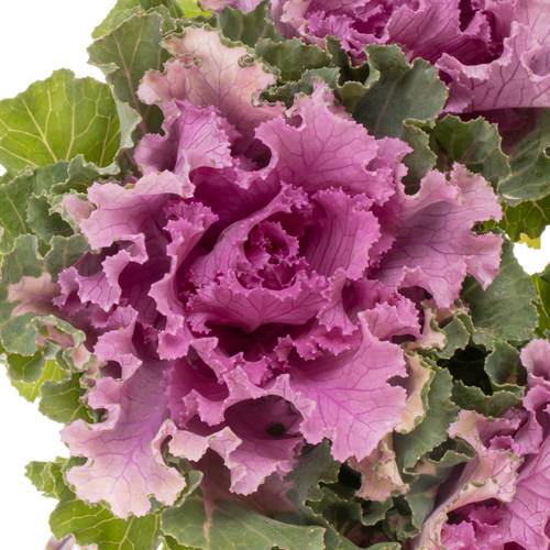 Zierkohl lila Empire Bogdana 70cm