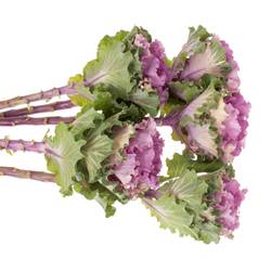 Zierkohl lila Empire Bogdana 70cm