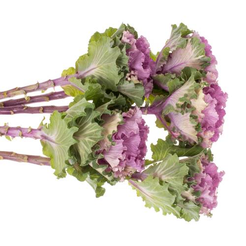 Zierkohl lila Empire Bogdana 70cm