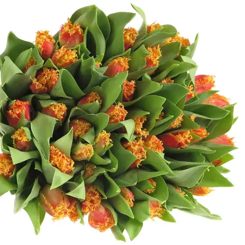 Tulpe orange/gelb gezackt Real 40 Gramm