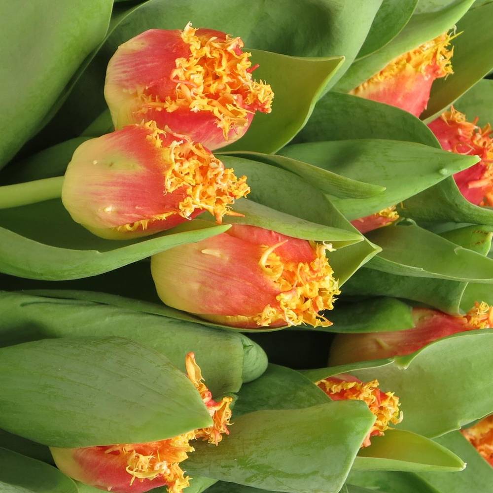 Tulpe orange/gelb gezackt Real 40 Gramm